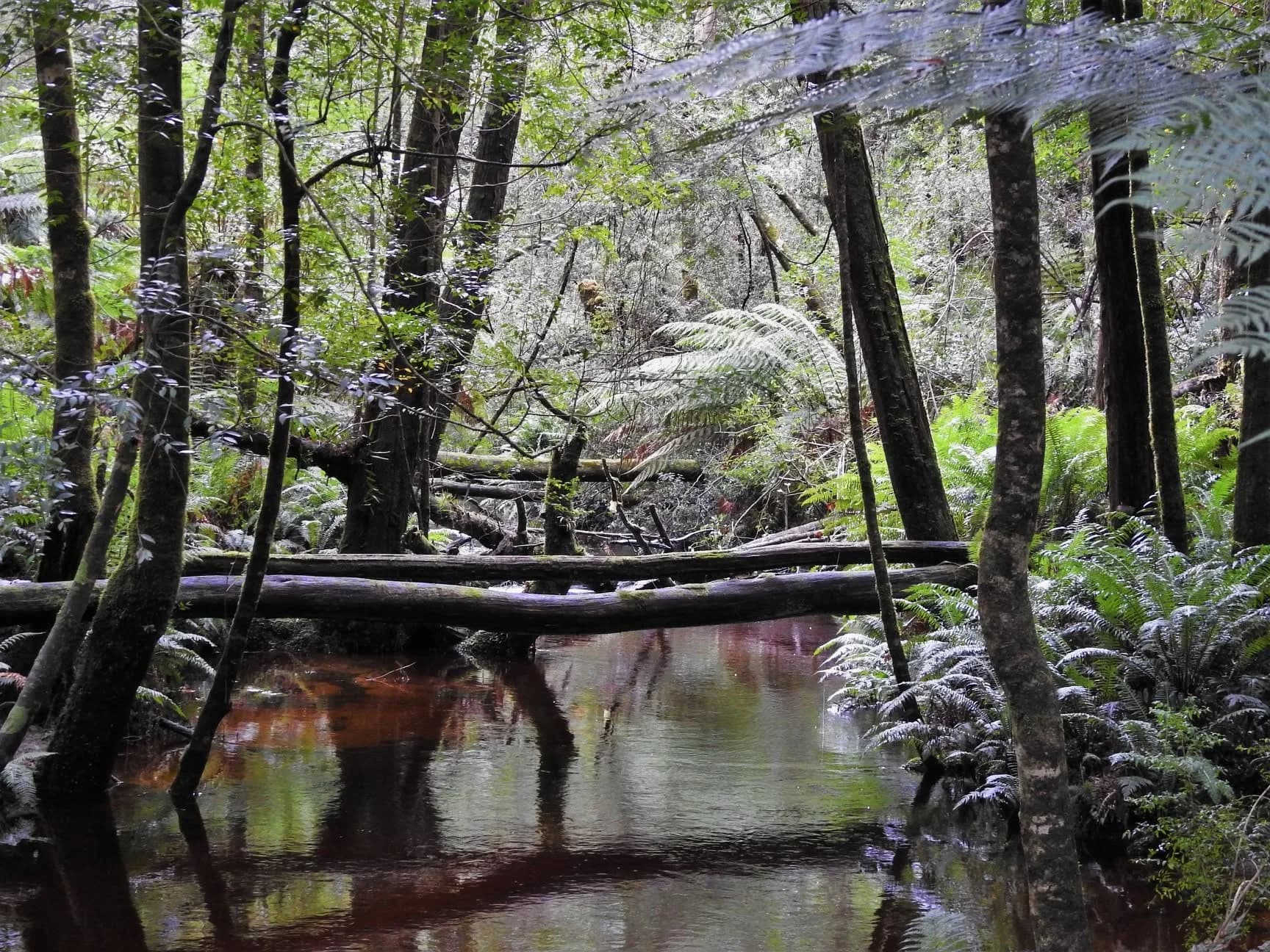 Rainforest and creek on the Hogarth Falls walk