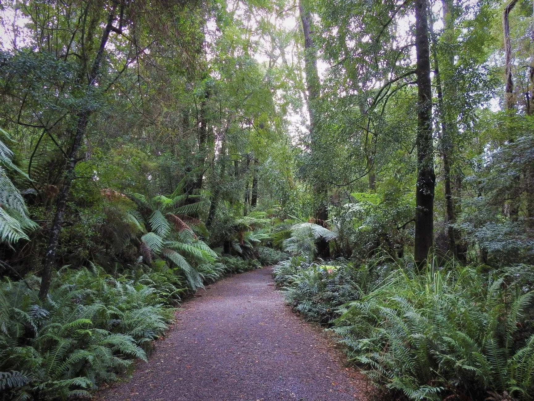 The rainforest track to Hogarth Falls at Strahan